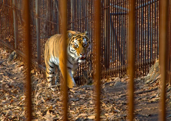 Amur tygr se na nás dívá skrz mříže. — Stock fotografie