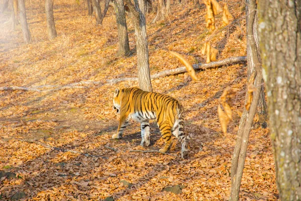 Amur harimau berjalan melalui hutan, taiga, musim gugur . — Stok Foto