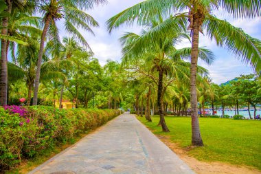 aleya palms, tropikal Adası yakınlarında, birçok güzel yüksek palmiye ağaçları büyümek ve güzel ağaçlar gökyüzüne büyür. Asya 