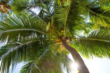 yüksek, güzel palmiye ağaçları, berrak gökyüzü, kum, sıcak tropik.