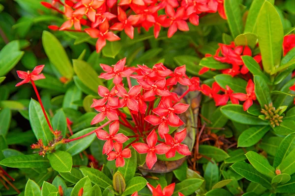 Hermosas flores tropicales, la ratut strizhennom Bush. muchos colores jugosos brillantes en climas cálidos. tropical — Foto de Stock
