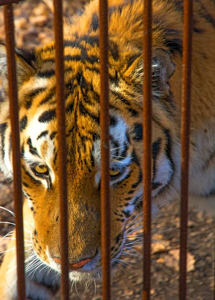 Der Amur-Tiger schaut uns durch die Gitter an. — Stockfoto