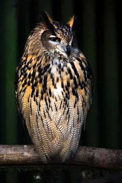 Grande coruja bonita sentado em um ramo. olhos que não piscam . — Fotografia de Stock