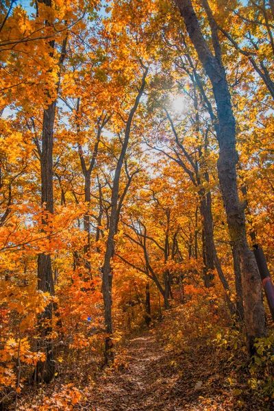 Herbstwald, alles Laub ist mit goldener Farbe in der Mitte der Forststraße bemalt. — Stockfoto