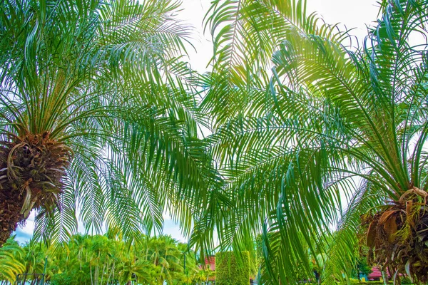 Yüksek, güzel palmiye ağaçları, berrak gökyüzü, kum, sıcak tropik. — Stok fotoğraf