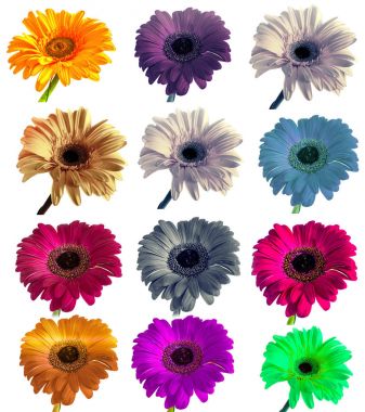 büyük güzel çiçekler Gerbera arka plan, renk kümesi yalıtılmış arka plan üzerinde Gerber ile lots. 