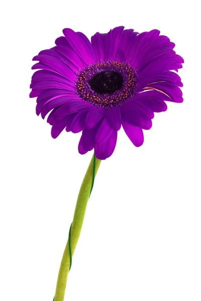 Grandes flores hermosas de Gerbera, Gerbera flores aísla. fondo blanco. Gerbera. —  Fotos de Stock