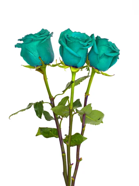 Grande lindo buquê de rosas, vermelho azul flores brancas e verdes em um fundo branco, rosas isolar . — Fotografia de Stock