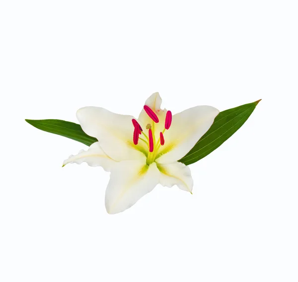 Large flowers of a lily, close-up, white background. isolate. — Stock Photo, Image