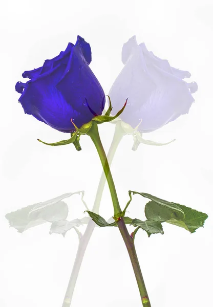 Rosas azuis em cores de fundo isoladas sem fundo, rosa suculenta brilhante , — Fotografia de Stock
