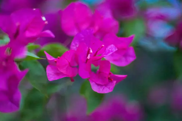 Krásné tropické květiny, Bush strizhennom ratut. mnoho jasné šťavnaté barvy v horkém podnebí. Tropical — Stock fotografie