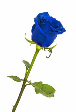 Mavi gül izole arka plan renkleri arka plan, parlak sulu gül olmadan üzerinde, 