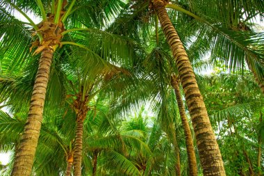 aleya palms, tropikal Adası yakınlarında, birçok güzel yüksek palmiye ağaçları büyümek ve güzel ağaçlar gökyüzüne büyür. Asya 