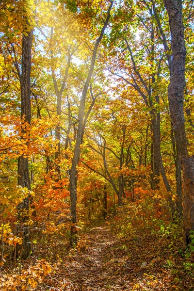 Herbstwald, alles Laub ist mit goldener Farbe in der Mitte der Forststraße bemalt. — Stockfoto