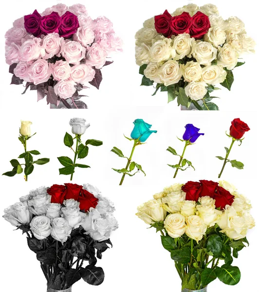 Wiele piękne róże bez tła, róże kwiaty na białym tle w dużych ilościach. — Zdjęcie stockowe