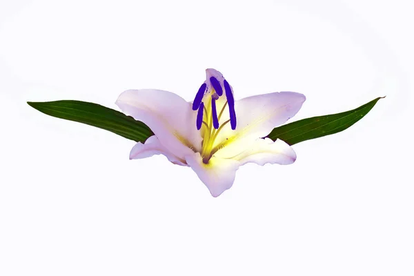 Large flowers of a lily, close-up, white background. isolate. — Stock Photo, Image