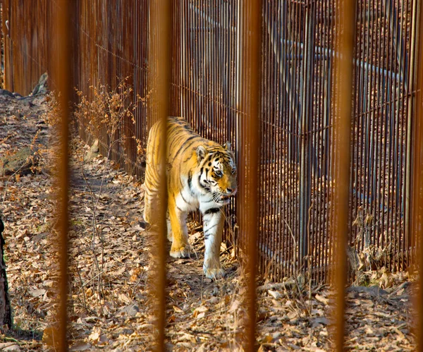 O tigre Amur está olhando para nós através das barras . — Fotografia de Stock