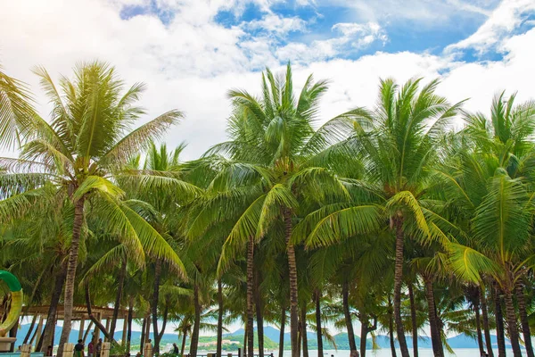 Aleya palms, tropikal Adası yakınlarında, birçok güzel yüksek palmiye ağaçları büyümek ve güzel ağaçlar gökyüzüne büyür. Asya — Stok fotoğraf