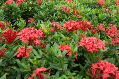 güzel tropik çiçekler, Bush strizhennom ratut. sıcak iklimlerde birçok parlak sulu renkler. tropikal 