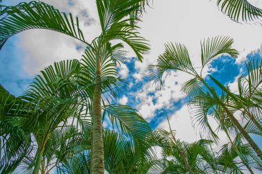 aleya palms, tropikal Adası yakınlarında, birçok güzel yüksek palmiye ağaçları büyümek ve güzel ağaçlar gökyüzüne büyür. Asya 