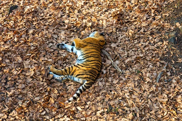 Die Tigerin liggend op de grond rusten. Rusland. de Amur tijger. — Stockfoto