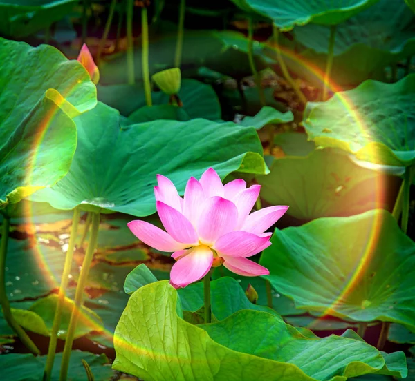 Большие цветы лотоса. ярко-розовые почки цветка лотоса, плавающие в озере . — стоковое фото
