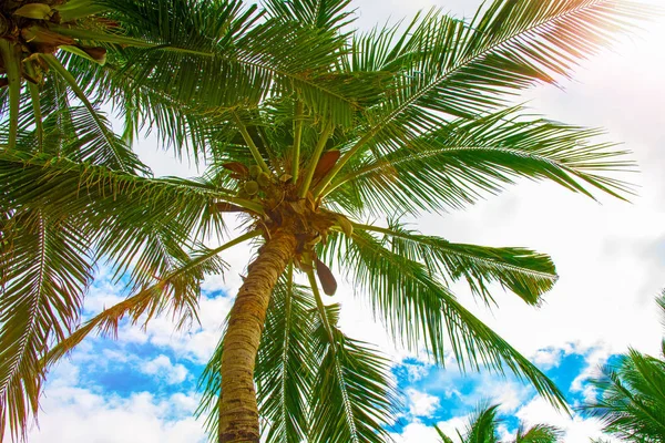 Yüksek, güzel palmiye ağaçları, berrak gökyüzü, kum, sıcak tropik. — Stok fotoğraf