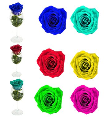 arka plan olmadan çok güzel güller, çiçek gül çok sayıda izole.. 