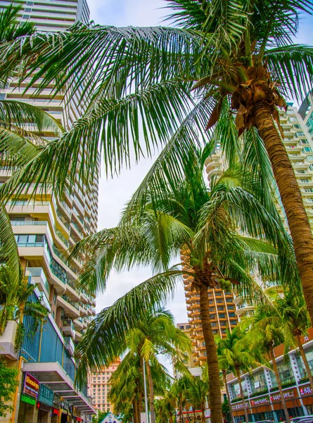 Rascacielos altos, pasarelas y hermosas palmeras. Palmeras plantadas a lo largo del camino, los trópicos — Foto de Stock
