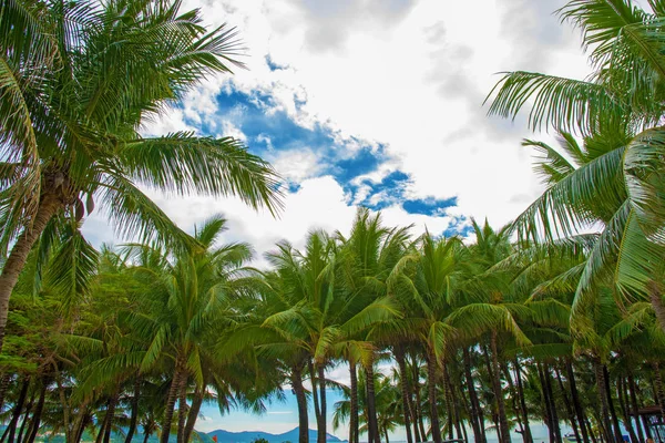 Mnoho krásných vysoké palmy rostou v blízkosti Aleja dlaně, tropický ostrov a krásné stromy rostou do nebe. Asie — Stock fotografie