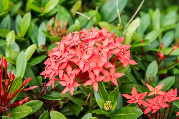 Bellissimi fiori tropicali, il Bush strizhennom ratut. molti colori succosi luminosi in climi caldi. tropicale — Foto Stock