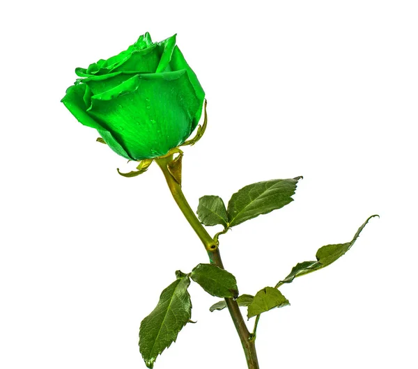 Roses vertes sur fond isolé couleurs sans fond, rose juteuse lumineuse , — Photo