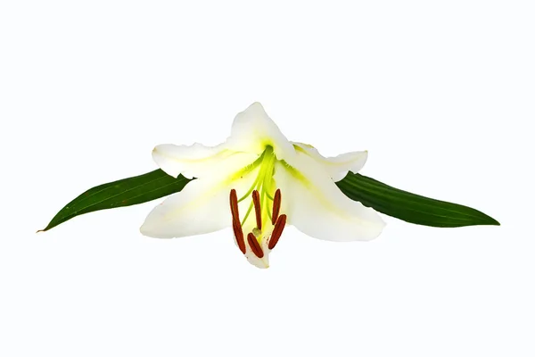 Large flowers of a lily, close-up, white background. isolate. — Stock Photo, Image