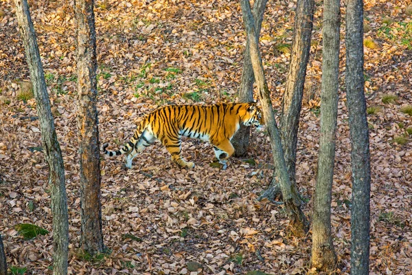 El tigre Amur camina por el bosque, taiga, otoño . — Foto de Stock