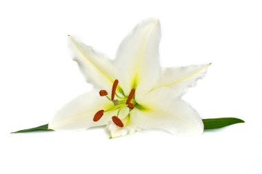 lily, yakın çekim, beyaz arka plan büyük çiçek. izole. 