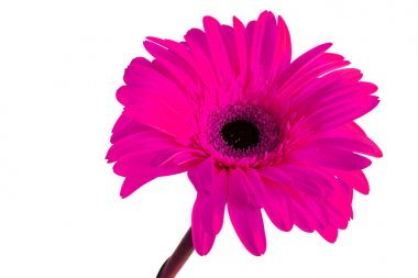 Gerbera büyük güzel çiçekler, Gerbera çiçekleri yalıtır. Beyaz arka plan. Gerbera 