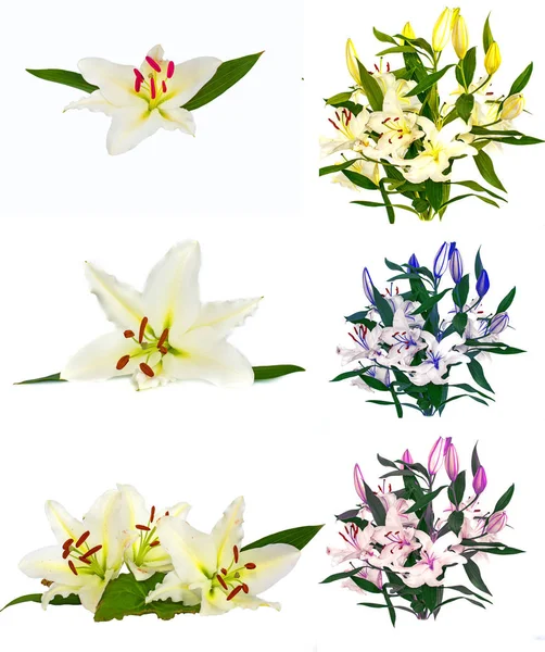 A lot of beautiful lilies without background, flowers lilies isolated in large numbers. — Stock Photo, Image