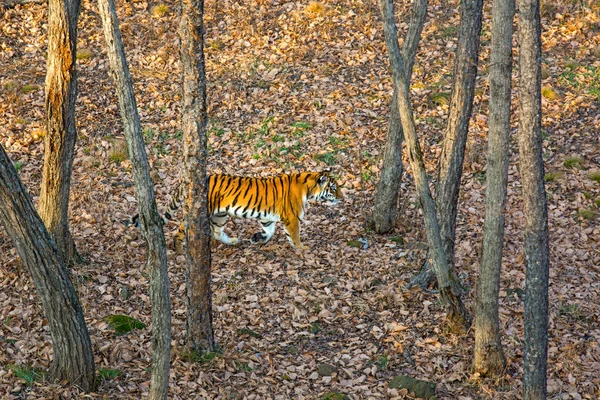 Amur tiger vandrar genom skogen, taiga, höst. — Stockfoto