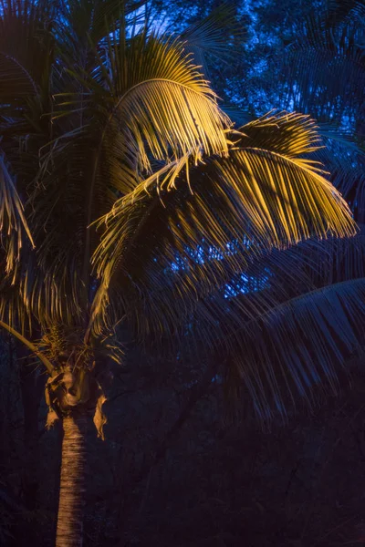 tall skyscrapers and beautiful palms, night city in the tropics, the combination of nature and architecture.