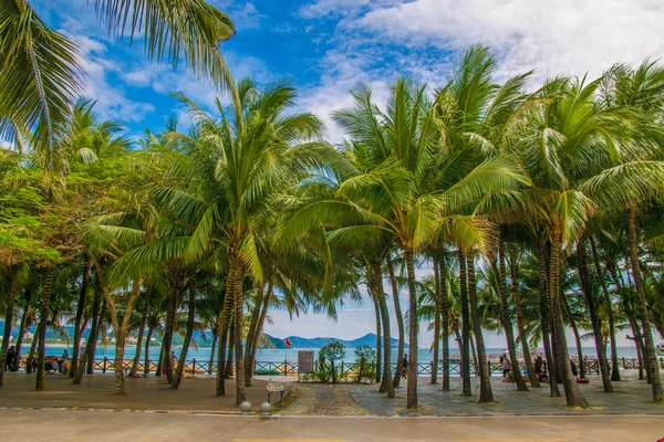 Vele mooie hoge palmbomen groeien in de buurt, aleya palmen, tropische eiland en prachtige bomen groeien naar de hemel. Asia — Stockfoto