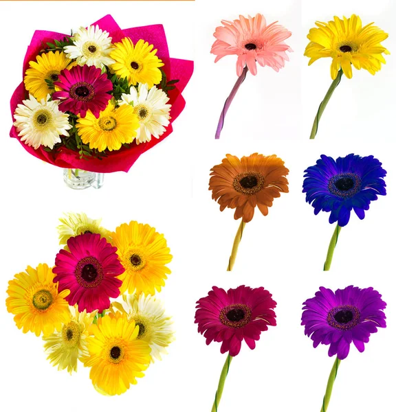 Lotes de grandes flores bonitas Gerbera sem fundo, Gerber em fundo isolado conjunto de cores . — Fotografia de Stock