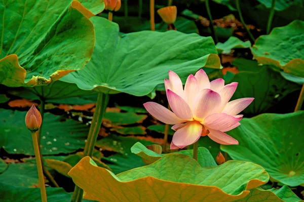 Flores de loto grandes. brotes rosados brillantes de flor de loto flotando en el lago . — Foto de Stock