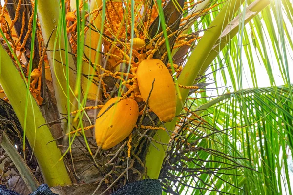 Große gelbe Kokosnüsse hängen an Palmen, tropische Früchte reifen am Baum, die Tropen, — Stockfoto
