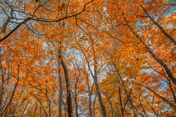 Herbstwald, alles Laub ist mit goldener Farbe in der Mitte der Forststraße bemalt. — Stockfoto