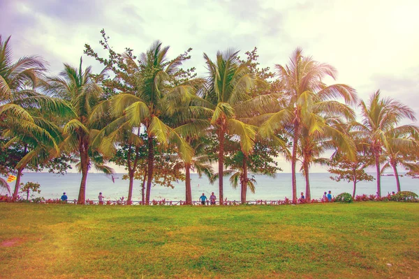Beaucoup de beaux palmiers élevés poussent près, palmiers aleya, île tropicale et de beaux arbres poussent au ciel. Asie — Photo