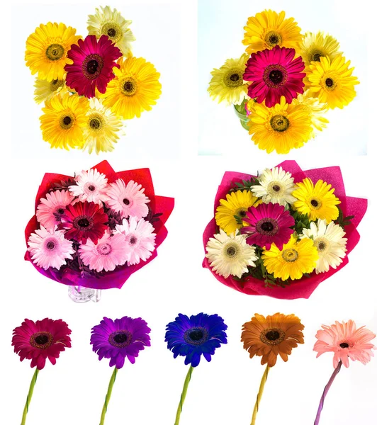 Lotes de grandes flores bonitas Gerbera sem fundo, Gerber em fundo isolado conjunto de cores . — Fotografia de Stock