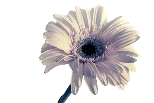 Grandes flores hermosas de Gerbera, Gerbera flores aísla. fondo blanco. Gerbera. —  Fotos de Stock