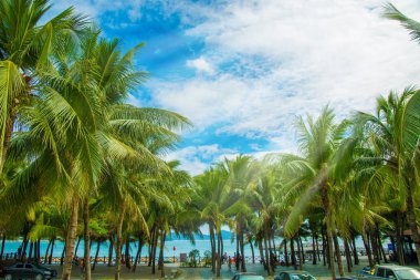 aleya palms, tropikal Adası yakınlarında, birçok güzel yüksek palmiye ağaçları büyümek ve güzel ağaçlar gökyüzüne büyür. Asya 