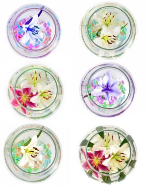 bir sürü olmadan arka planda, güzel zambak çiçekler çok sayıda izole lilyum. 