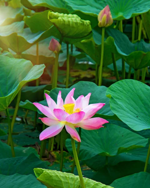 Flores de loto grandes. brotes rosados brillantes de flor de loto flotando en el lago . — Foto de Stock